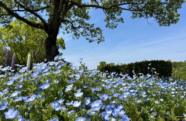 Private Himeji Drive with Food and Culture