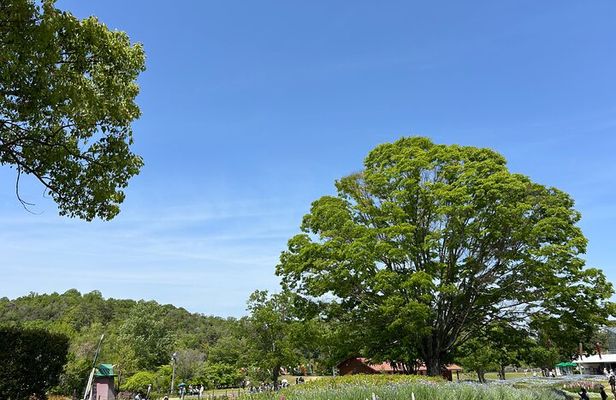 Private Himeji Drive with Food and Culture