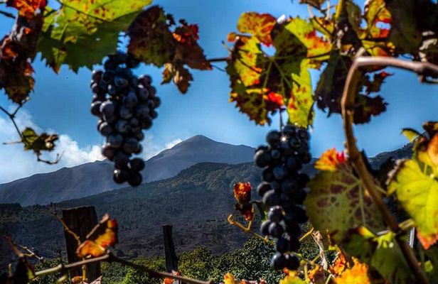 Tour Etna and Wine an experience between nature and aromas with taste.