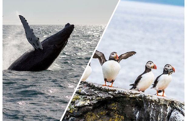 Wildlife Whale Watching and Puffin Tour in Reykjavik