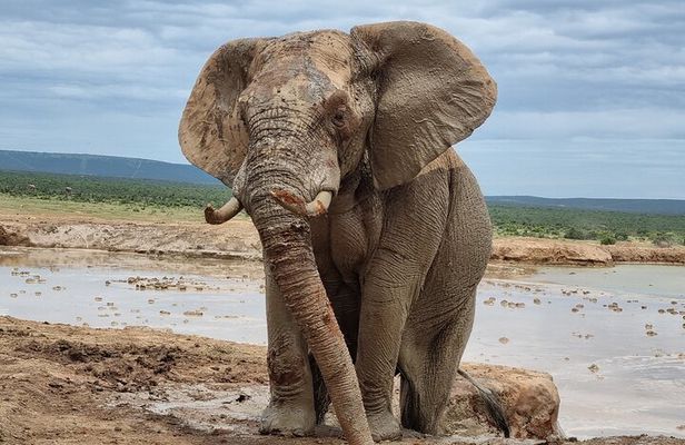 Addo National park and Kragga Kamma Pvt Game reserve