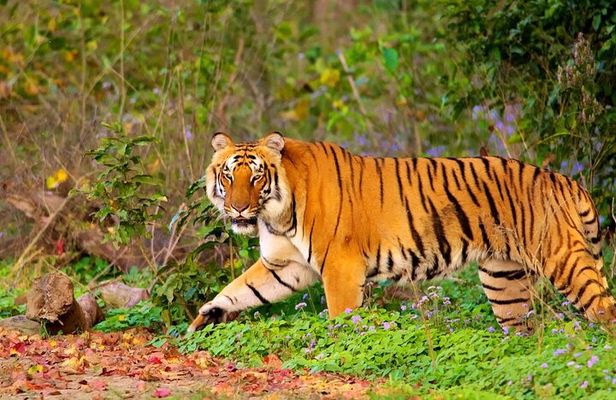 7-Days Private Luxury Golden Triangle Tour With Ranthambore