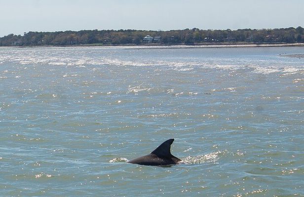 90 Minute Hilton Head Dolphin Tour
