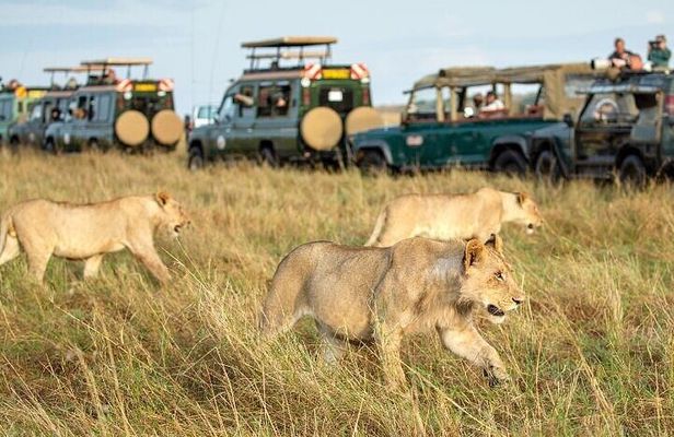 Half Day Guided Tour in Nairobi National Park