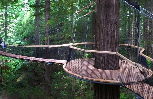 Tauranga Cruise Tour Rotorua Redwood and Maori Village Experience