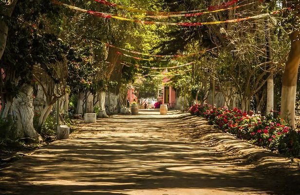 Tacama Winery : Gran Tour Tacama + Bodega Artesanal