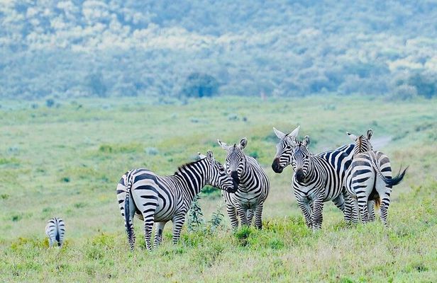 Day trip to Hells Gate and Lake Naivasha From Nairobi