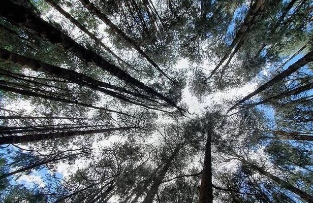 Private Pykara Lake Tour in Ooty with Car