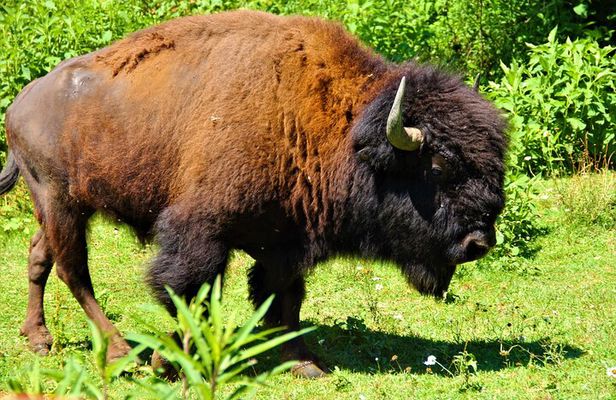 Buffalo Creek Ranch Tour Experience