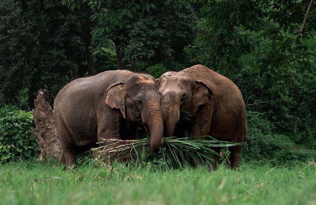 Chiang Mai Elephant Sanctuary, Bamboo Rafting and Waterfall Tour