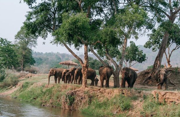Chiang Mai Elephant Sanctuary Waterfall Long Neck Village Tour