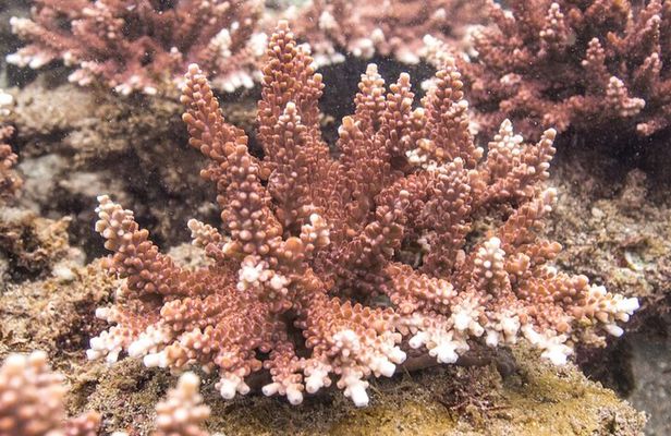 Coral Restoration Snorkel Tour in Candidasa, Bali with NGO