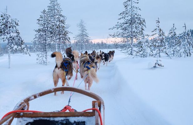 Rovaniemi Lapland Husky Experience 5km