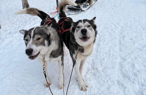 Rovaniemi Lapland Husky Experience 5km