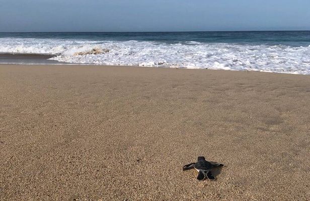 Turtle Tales of Pulau Banyak