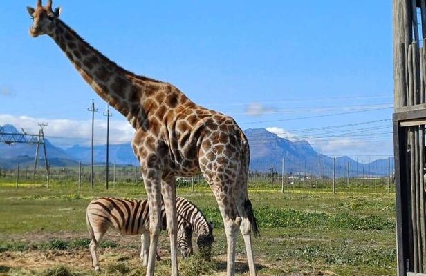 Cape Town Giraffe House, Cheetah Encounter and Wine Tasting Tour.