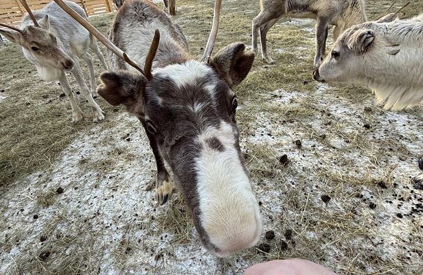 Husky Ride, Reindeer Ride and Ice Fishing One Day Experience