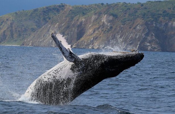 Whales Sea Lions and Snorkeling Experience from Puerto López