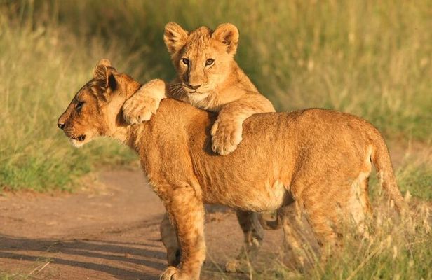 Big Five Full Day Safari at Aquila Game Reserve Cape Town