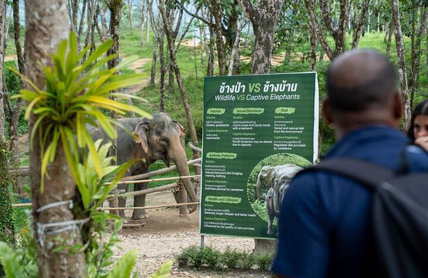 Guide Tour to Khaolak Elephant Sanctuary in Small Group