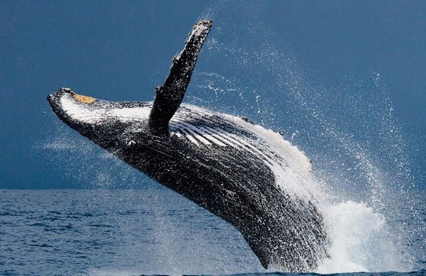 Ketchikan Ultimate Whale Watching, Wildlife, & Wilderness Dining
