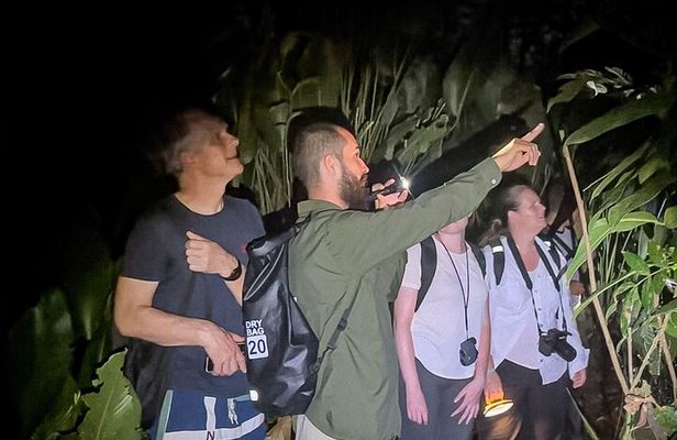Tortuguero Night Walk – Discover Frogs, Sloths & Night Wildlife