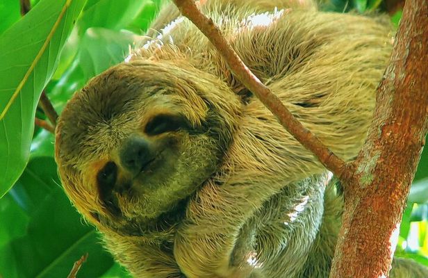 Explore and Learn in Manuel Antonio with a guided tour