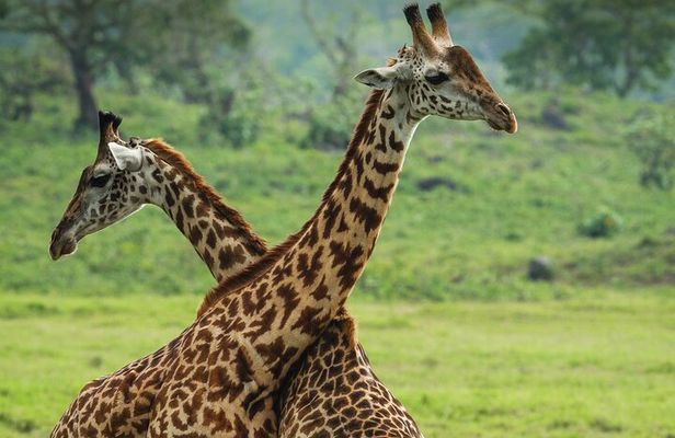  From Arusha: Safari 1 Day Trip to Arusha National Park 