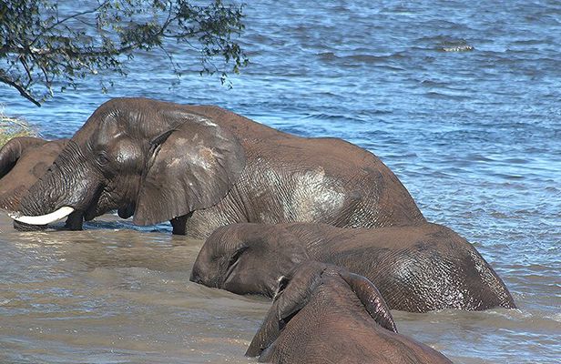 Game Drive and Rhino Walk