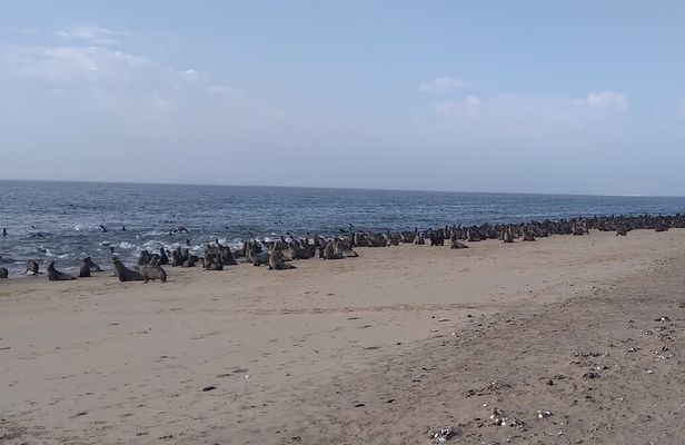 Pelican Point Peninsula Drive 4x4 Offshore Activity