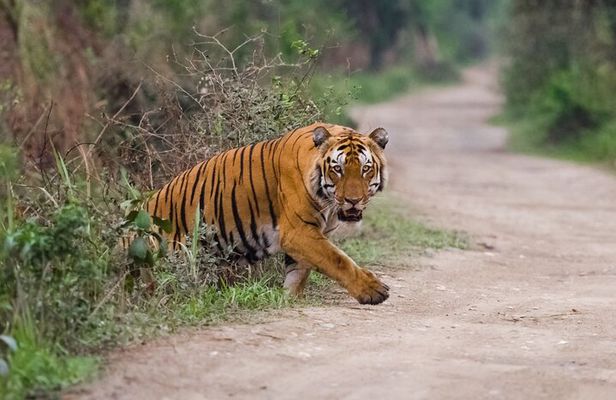 Golden Triangle Tour With Ranthambore Tiger Safari
