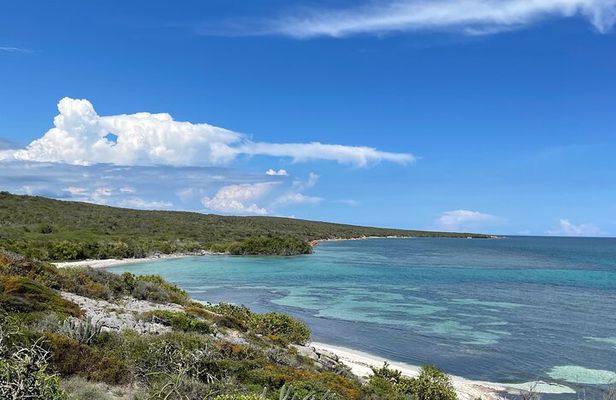 Epic Sea and Wildlife Paddleboarding Adventure