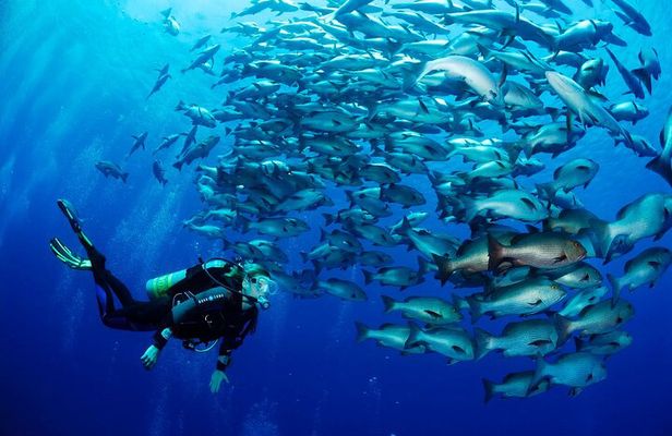 Scuba Diving Boat for Beginner or Professional & Lunch - Hurghada