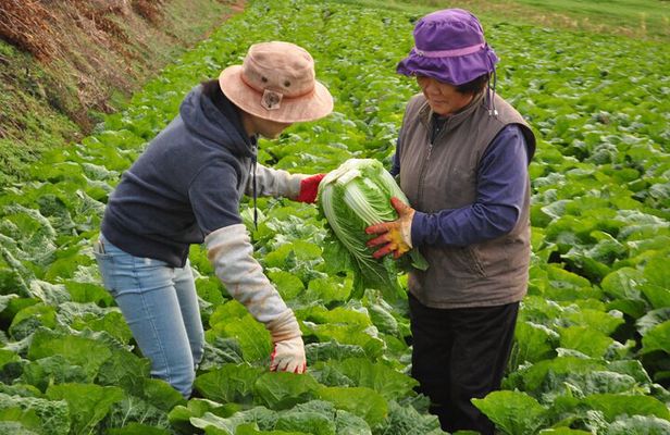 Traditional Kimchi Making Class in Seoul