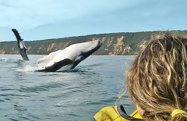Whale Watching Ocean Kayak Tour