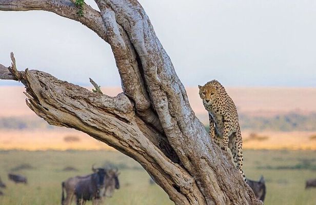 7 Day Kenya Safari to Maasai Mara, Lake Nakuru & Amboseli