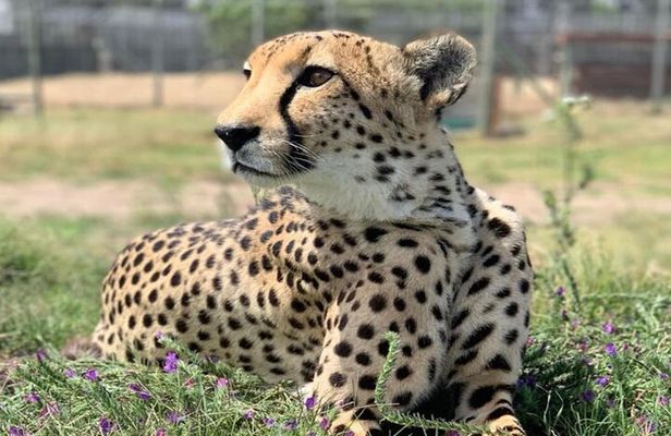 Award Winning Winelands and Cheetah Outreach Full-Day Tour