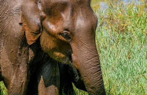 Udawalawe National Park Wildlife Safari Tours
