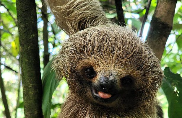 2 days Animal Lovers Combo : Palo Verde & Sloth Discovery Tour