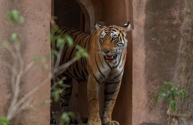 Ranthambore Private Jeep Safari Tour
