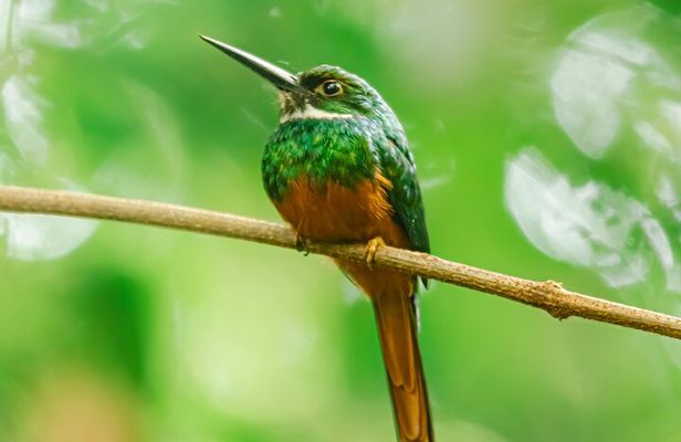 La Fortuna Arenal Fields Private Bird Watching Tour