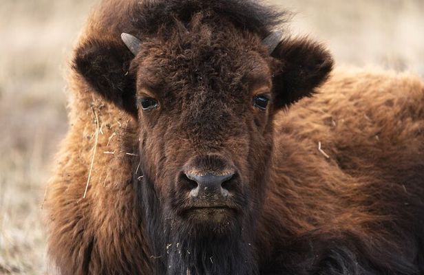 Full Day Guided Wildlife Photography Tour in Yellowstone