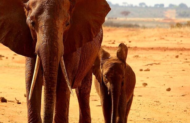 1 Day Tsavo East Safari Trip From Mombasa or Diani