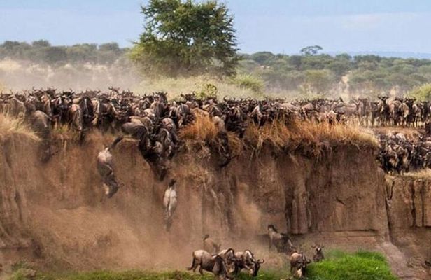 7 Days Safari Masai Mara Nakuru Hells gate and Amboseli Parks
