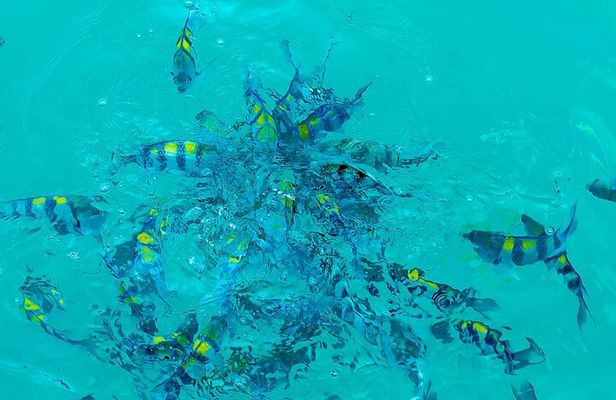 1 Hour Ocean Safari Wildlife Exploration in Waikiki