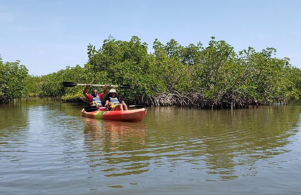 Kayaking Backwaters of New Smyrna Beach Ecotour/Birdwatching