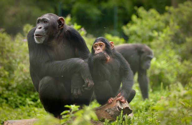 Ngamba Island Chimpanzee Experience and Lake Victoria Tour