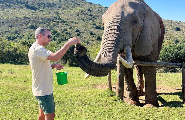 2 Day Greater Addo Ultimate Safari 