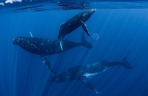 Whale Watching Activity
