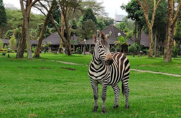 7 Day Samburu, Aberdare, Lake Nakuru and Masai Mara Safari Tour